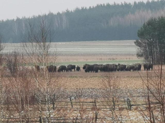 Wsród Pól i Lasów Dubicze Cerkiewne Exterior foto